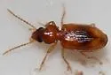 Paratachys austinicus