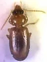 Paratachys austinicus - photo 2