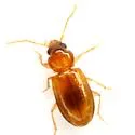 Paratachys austinicus - photo 3
