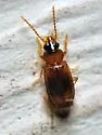 Paratachys austinicus - photo 4