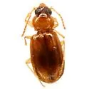 Paratachys austinicus - photo 5
