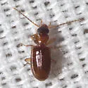 Paratachys columbiensis