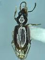 Paratachys edax