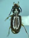Paratachys edax - photo 3