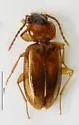 Paratachys fortunatus