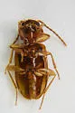 Paratachys fortunatus - photo 2