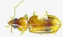 Paratachys fortunatus - photo 4