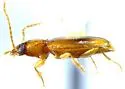 Paratachys fortunatus - photo 5