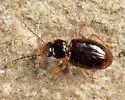 Paratachys oblitus