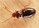 Paratachys potomaca