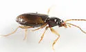 Paratachys proximus