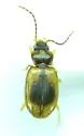 Paratachys proximus - photo 2