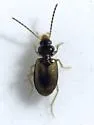 Paratachys proximus - photo 3