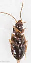 Paratachys proximus - photo 4