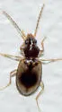 Paratachys proximus - photo 5