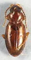 Paratachys pumilus - Paratachys pumilus
