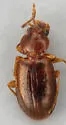 Paratachys pumilus - photo 3