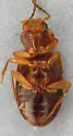 Paratachys pumilus - photo 4