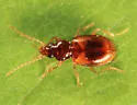 Paratachys rhodeanus - photo 2