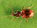 Paratachys rhodeanus - photo 3