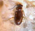 Paratachys sagax - photo 3