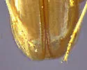 Paratachys sagax - photo 5