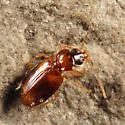 Paratachys scitulus - photo 2