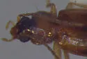 Paratachys scitulus - photo 3