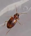 Paratachys scitulus - photo 4