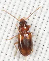 Paratachys scitulus - photo 5