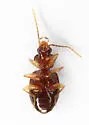 Paratachys ventricosus - photo 2