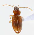 Paratachys vorax - photo 2