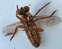 Parataracticus wyliei - photo 2
