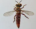 Parataracticus wyliei - photo 3