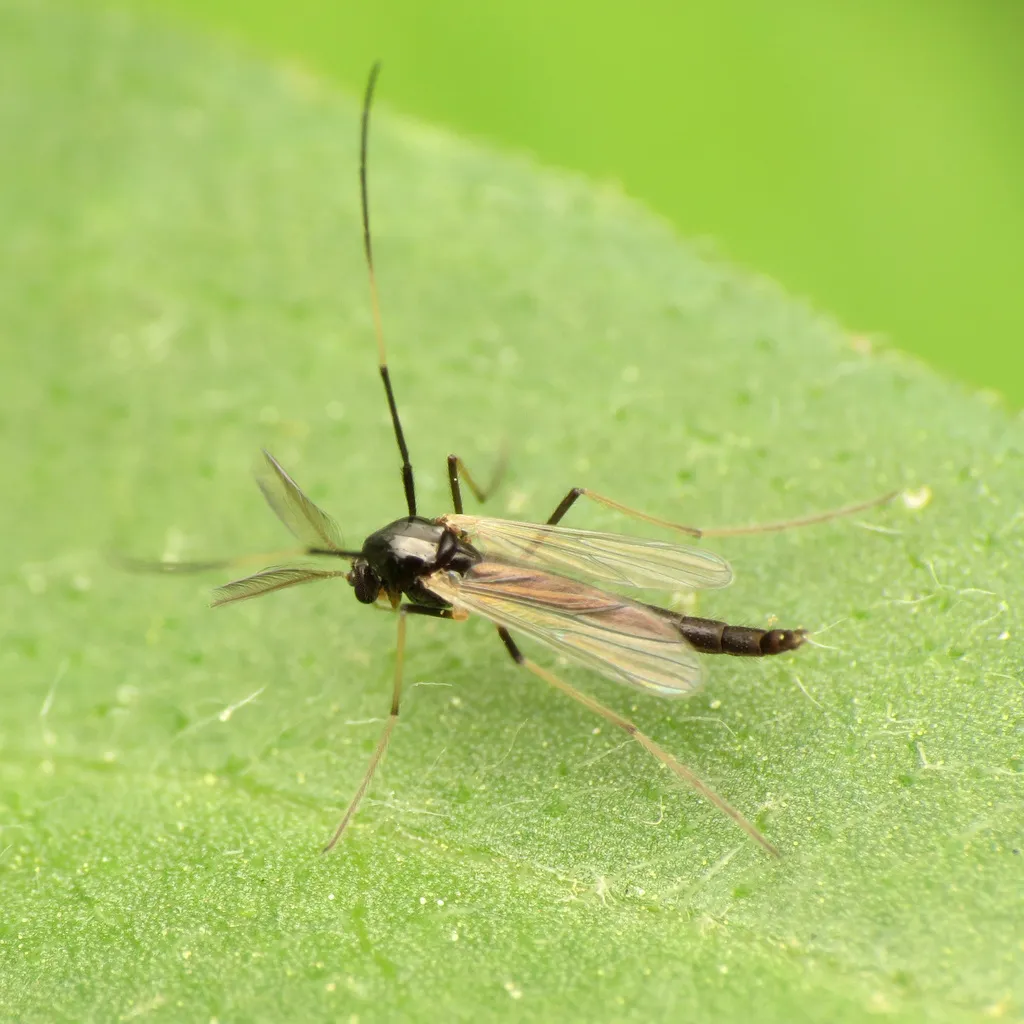 Paratendipes albimanus - photo 2