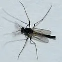 Paratendipes nitidulus - Paratendipes nitidulus