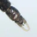 Paratendipes nitidulus - photo 2