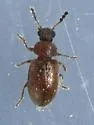Paratenetus exutus