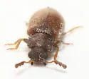 Paratenetus exutus - photo 2