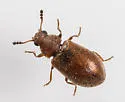 Paratenetus exutus - photo 3