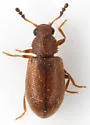 Paratenetus exutus - photo 4