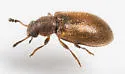Paratenetus exutus - photo 5