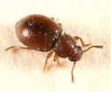 Paratenetus gibbipennis