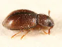Paratenetus gibbipennis - photo 2