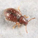 Paratenetus gibbipennis - photo 3