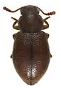 Paratenetus gibbipennis - photo 4