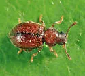 Paratenetus gibbipennis - photo 5