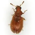 Paratenetus punctatus