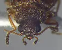 Paratenetus punctatus - photo 2