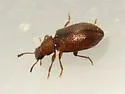 Paratenetus punctatus - photo 3